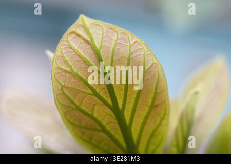 Macro photograph of a young green leaf showing detailed vein structure illuminated by soft natural backlight. Stock Photo