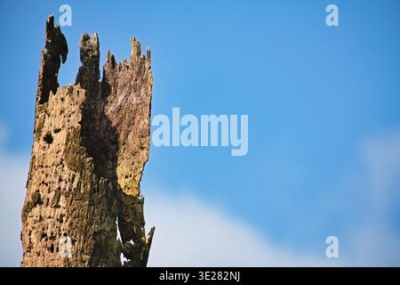Weathered dead coconut tree trunk against a clear blue sky. Stock Photo