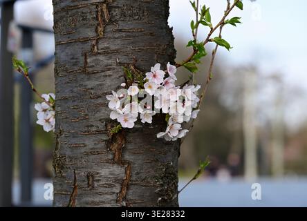 Cherry blossoms on the trunk of a cherry tree in Düsseldorf, Germany Stock Photo