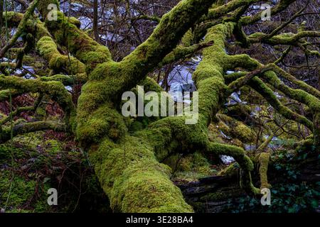 Dense tangle of gnarled tree limbs heavily coated in thick green moss growing over slate waste at Dorothea quarry Stock Photo