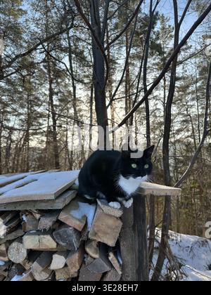 Adorable tuxedo cat perched on a stacked pile of firewood in a snowy forest at sunset. Cozy outdoor scene with natural light, rustic textures, and cal Stock Photo