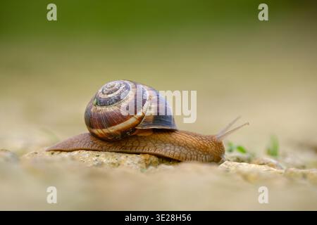 Escargot de Bourgogne traversant un chemin sur des pierres / Burgundy snail crossing a path on stones Helix pomatia - Roman snail Stock Photo