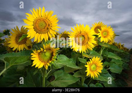Sunflower Field Stock Photo