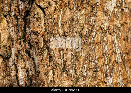 Close-up texture of rough tree bark. Detailed macro view of cracked tree bark with natural patterns, earthy tones, and rugged surface texture on a Stock Photo