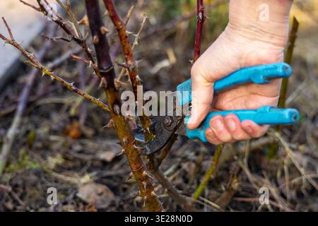 Pruning thorny garden canes with hand shears. Close-up of a gardener cutting thorny plant stems with blue pruning shears during seasonal garden Stock Photo