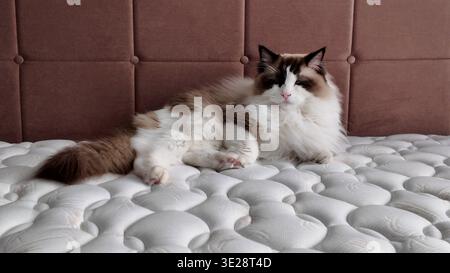 Cat relaxes on a soft bed with a beige backdrop during a sunny afternoon in a cozy room Stock Photo