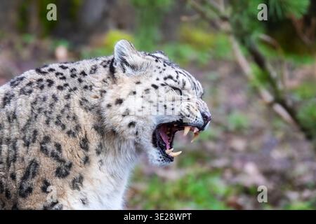 Portrait of an adult snow leopard, Panthera uncia. Snarling animal in side profile with bared teeth. Foliage background. Stock Photo