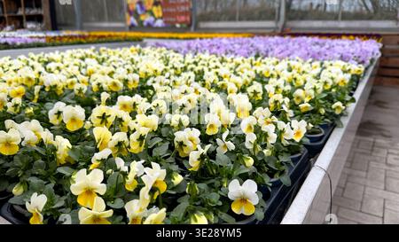 Colorful display of yellow and white pansy flowers in pots arranged on a table inside a greenhouse  Stock Photo