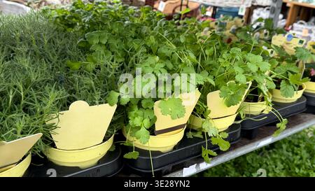 Fresh herbs in pots including cilantro and rosemary displayed on a shelf at a garden center  Stock Photo