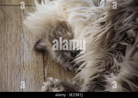 Close-up of a long-haired fluffy ragdoll cat sleeping peacefully on a wooden floor in a home setting Stock Photo