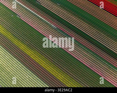 Aerial view of vibrant tulip fields stretching in parallel lines, a colourful display of nature's artistry, Hem, North Holland, Netherlands. Stock Photo
