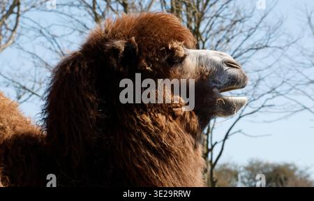 Bactrian camels, characterized by their two humps which store fat for ...