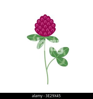 Red clover flower. Organic nature medical herb. Blooming herbaceous plant. Hand drawn flat vector illustration isolated on white background. Stock Vector