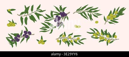 Green and black olive branch with leaves and fruits, cartoon flat illustration in retro style. Olive plant set for oil design, textile. Mediterranean Stock Vector