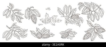 Cocoa pods outline set. Sketch engraving cacao fruits, beans and branches. For chocolate food background, cocoa powder packaging design. Stock Vector