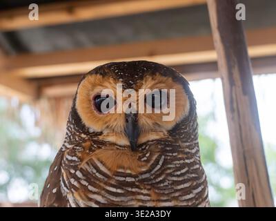 Close-up of a brown owl with striking dark eyes. Softly lit, it gazes directly into the camera. Brown and white striped feathers cover its body. Woode Stock Photo