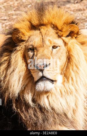 A male lion portrait Stock Photo