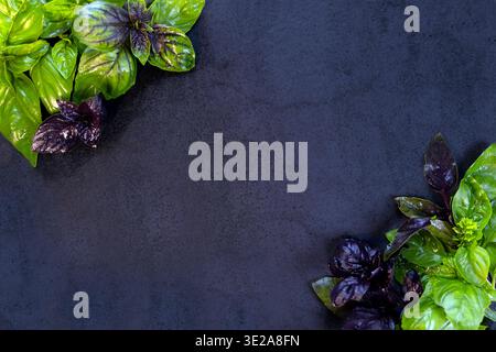 Fresh basil leaves on a dark textured background. A close-up of fresh green and purple basil leaves arranged on a dark textured surface, creating a Stock Photo
