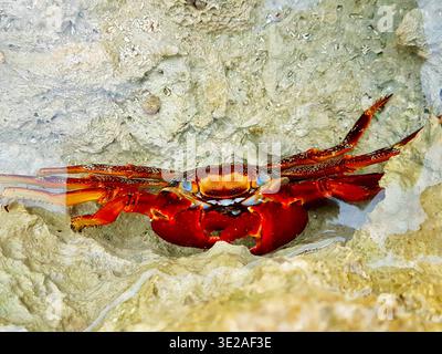 close-up of a red rock crab resting on a sand-colored rock in crystal-clear water in the Mexican Caribbean. It highlights the crab’s bright color. Stock Photo