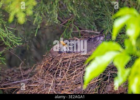 Female American Robin (Turdus migratorius) sitting on her nest in the Spring. Stock Photo