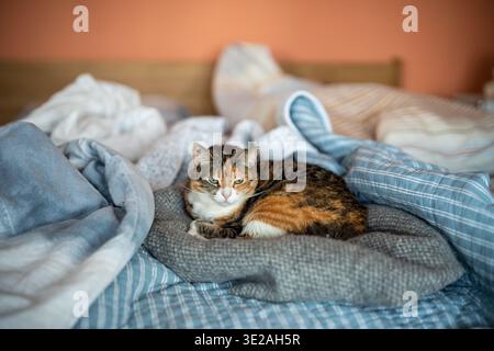 Tranquil calico cat comfortably resting in morning on owners bed in bedroom, enjoying calm time. Stock Photo
