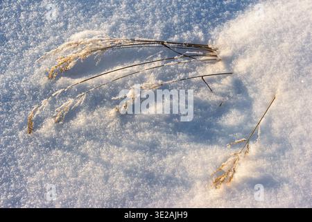 Golden dry grass peeks through pristine snow, touched by the warm glow of a winter evening sun. Sparkling frost accents a serene natural landscape Stock Photo