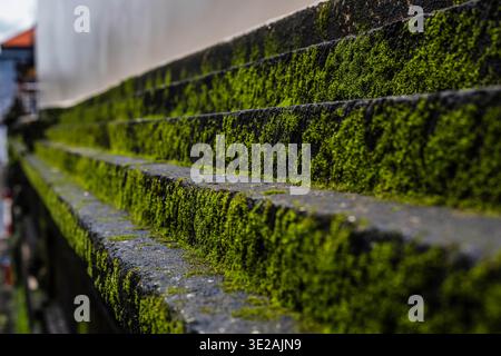Vibrant Green Moss on Weathered Stone Stairs Stock Photo