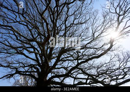 Tree branches silhouetted with sunshine coming through, Spring time, Worcestershire. - 19 March 2026 Picture by Andrew Higgins/Thousand Word Media Stock Photo