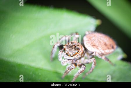 jumping spider Stock Photo
