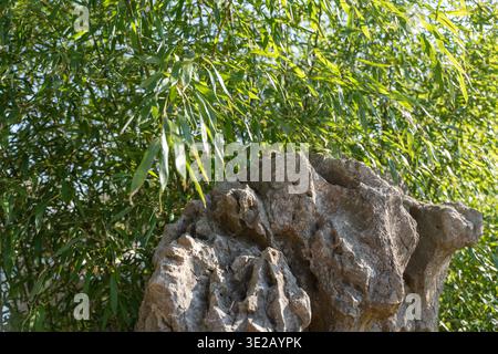 Large gray rock shows rough, irregular surfaces. Weathered texture reveals natural erosion patterns. Lush green bamboo foliage dominates the backgroun Stock Photo