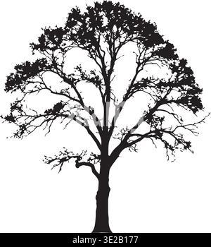 Large Deciduous Tree Silhouette With Spreading Branches And Detailed Foliage Stock Vector