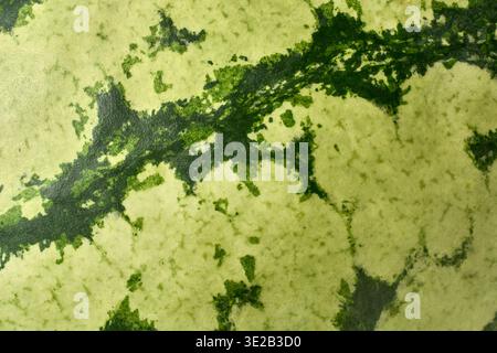 green striped watermelon skin in full frame, irregular dark green stripes on light green surface, organic texture background abstract Stock Photo