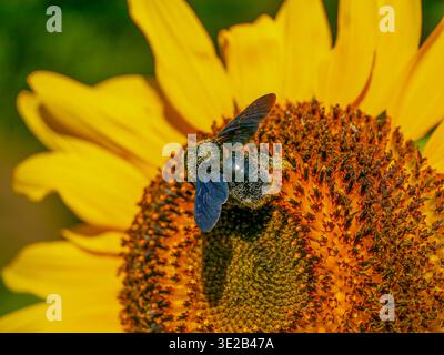 A violet carpenter bee (Xylocopa violacea) on a sunflower blossom. Photographed in Musio, a hamlet of Tremosine. Tremosine is a town on Lake Garda. Stock Photo