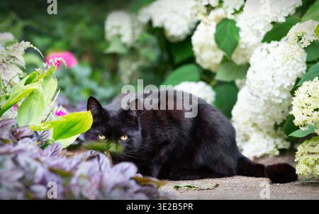 Portrait of a black domestic cat sitting among white hydrangeas in a vibrant flower garden, UK. Stock Photo