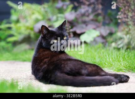 Close-up of a domestic black cat resting on a garden path, UK. Stock Photo