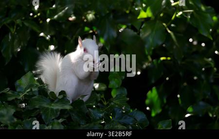 A rare true albino Eastern grey squirrel (Sciurus carolinensis) with white fur and pink eyes eating a nut while sitting among green ivy leaves, UK Stock Photo