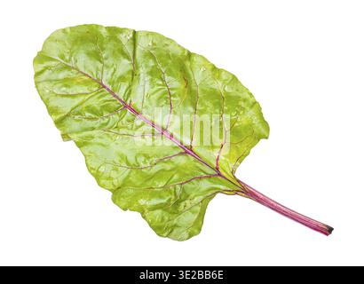 Wet beet top isolated on white backgrounds Stock Photo
