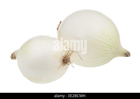 Two bulbs of ripe white onion isolated on white background Stock Photo
