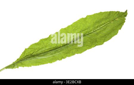 Fresh green leaf of horseradish plant isolated on white background Stock Photo