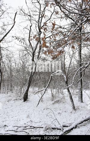 Moody winter woods, fallen trees, dry leaves on tree branches, white snow-covered forest, overcast day. Stock Photo
