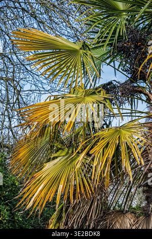 The Windmill Palm, Trachycarpus fortunel outside the Liverpool Palm House in Sefton Park. Stock Photo