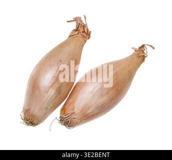 Two bulbs of shallot onion isolated on white background Stock Photo