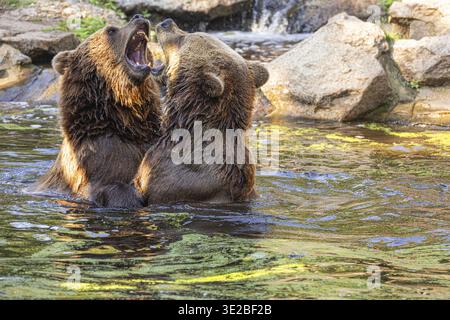 Two Wild brown bear, ursus arctos playing in the water. bears fight in the water, taking various poses with open mouths and splashes around Stock Photo