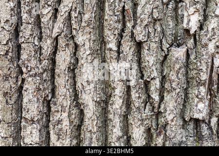 Natural texture - cracked bark on old trunk of oak tree (quercus robur) close up Stock Photo