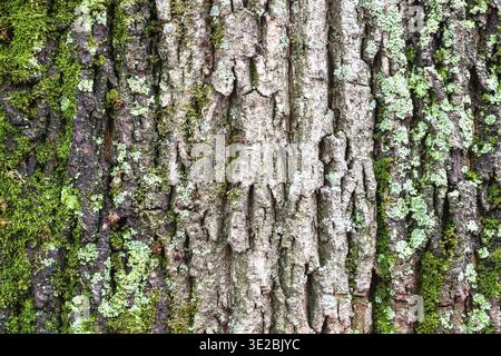 Natural texture - lichen and moss on rough bark on old trunk of maple tree (acer platanoides) close up Stock Photo