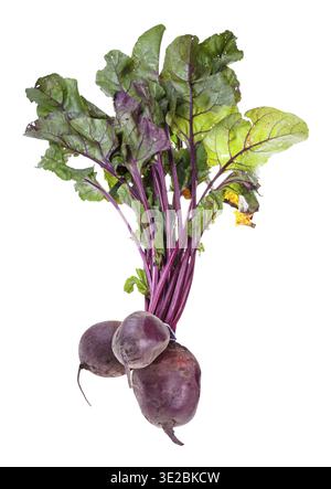 Bundle of fresh organic garden beet roots with greens isolated on white background Stock Photo