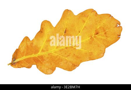Fallen yellow and brown oak leaf isolated on white background Stock Photo