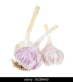 Three bulbs of fresh garlic vegetable isolated on white background Stock Photo
