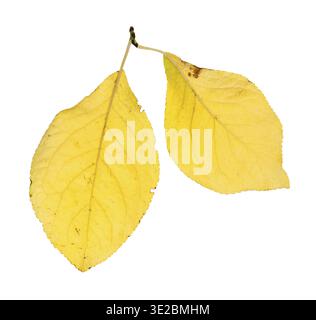 Two yellow leaves of plum tree isolated on white background Stock Photo
