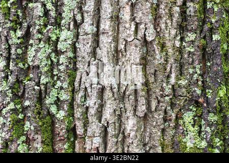 Natural texture - mossy and cracked bark on old trunk of maple tree (acer platanoides) close up Stock Photo